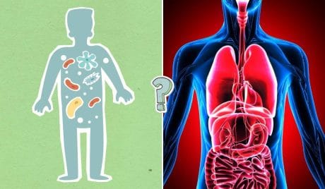 QUIZ: Indovina se questi fatti curiosi sul corpo umano sono veri o solo miti
