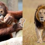 QUIZ: Quanto conosci del regno animale?
