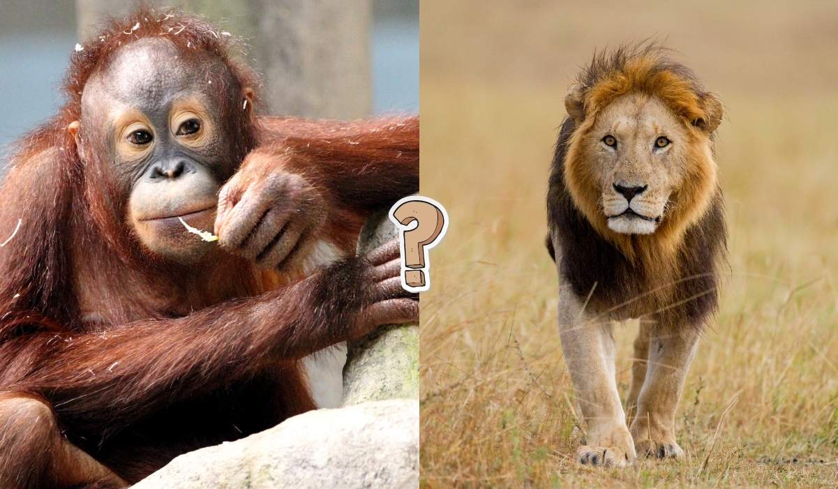 QUIZ: Quanto conosci del regno animale?