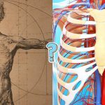 Quiz anatomia facili: Quanto ne sai di anatomia?