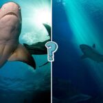 QUIZ: Quanto ne sai degli squali