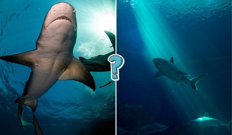 QUIZ: Quanto ne sai degli squali