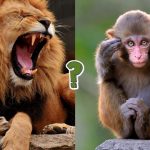 QUIZ: Quanto ne sai del regno animale?