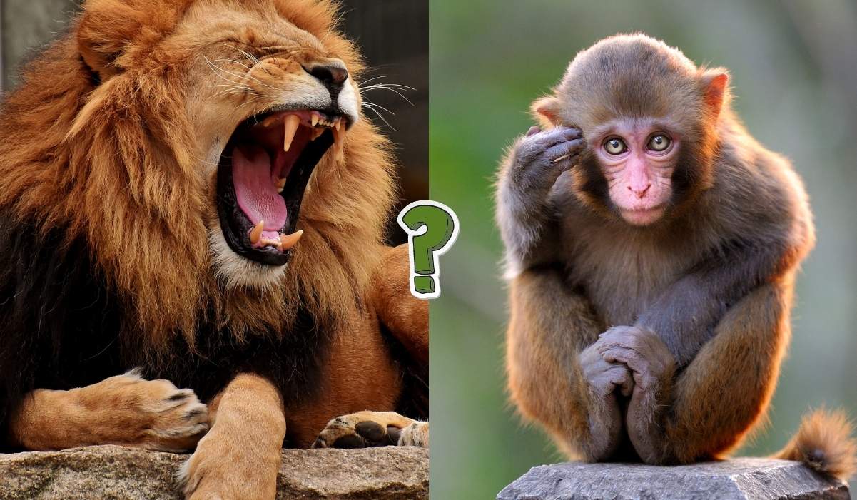 QUIZ: Quanto ne sai del regno animale?