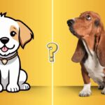 QUIZ: Quanto sai dei cani?