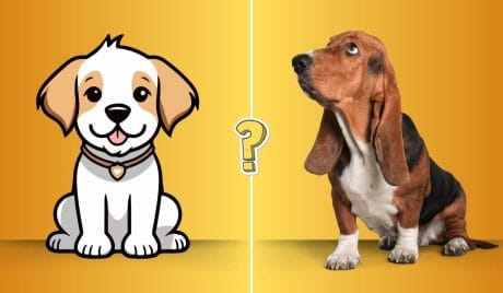QUIZ: Quanto sai dei cani?