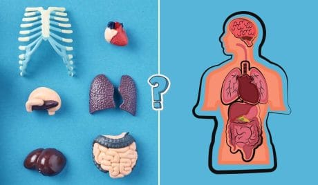 QUIZ: domande di anatomia
