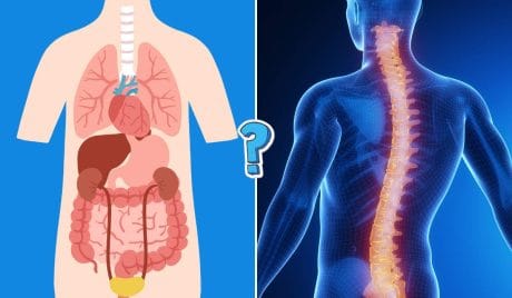 Quiz anatomia umana online