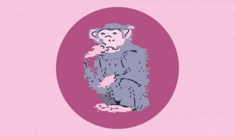 QUIZ: Quanto sai del regno animale?