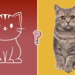 Quiz sui gatti