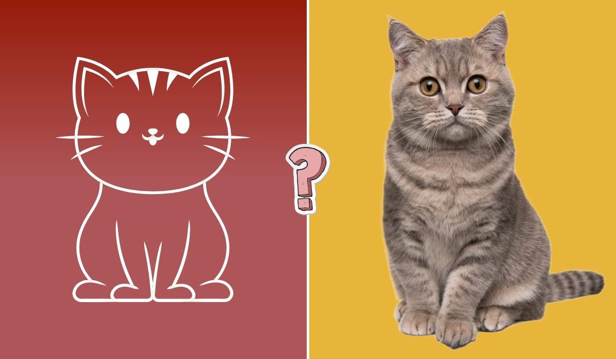 Quiz sui gatti