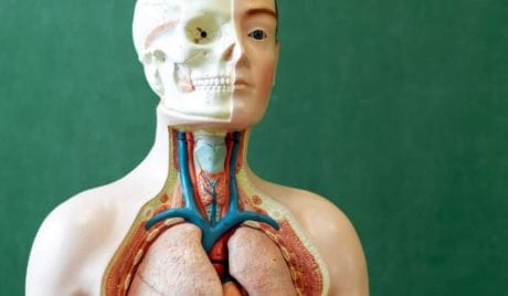 QUIZ: test di anatomia