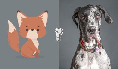 Pronto a fare 15/15 in un quiz sul regno animale?