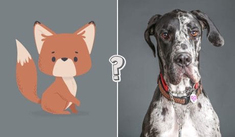 Pronto a fare 15/15 in un quiz sul regno animale?