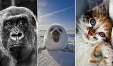 Quiz: Quanto conosci del regno animale?