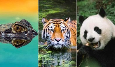 Quiz di conoscenza sugli animali selvaggi
