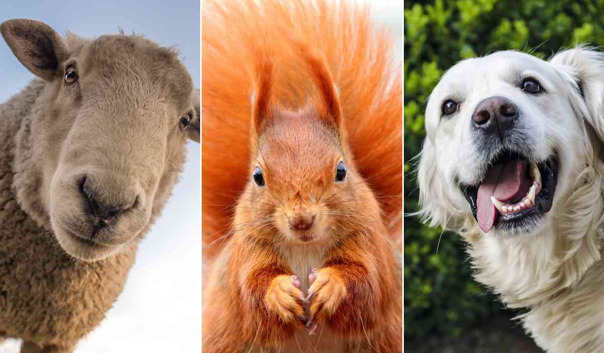 Quiz: Quanto ne sai del regno animale?