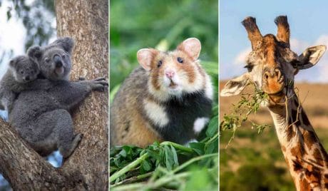 Testa la tua conoscenza di biologia