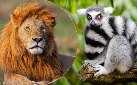 Quanto conosci il regno animale?