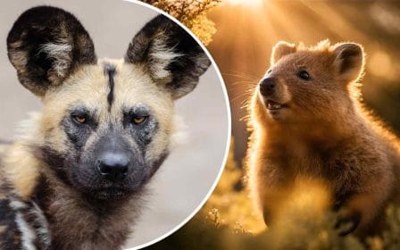 Quiz - 15 fatti curiosi sul regno animale